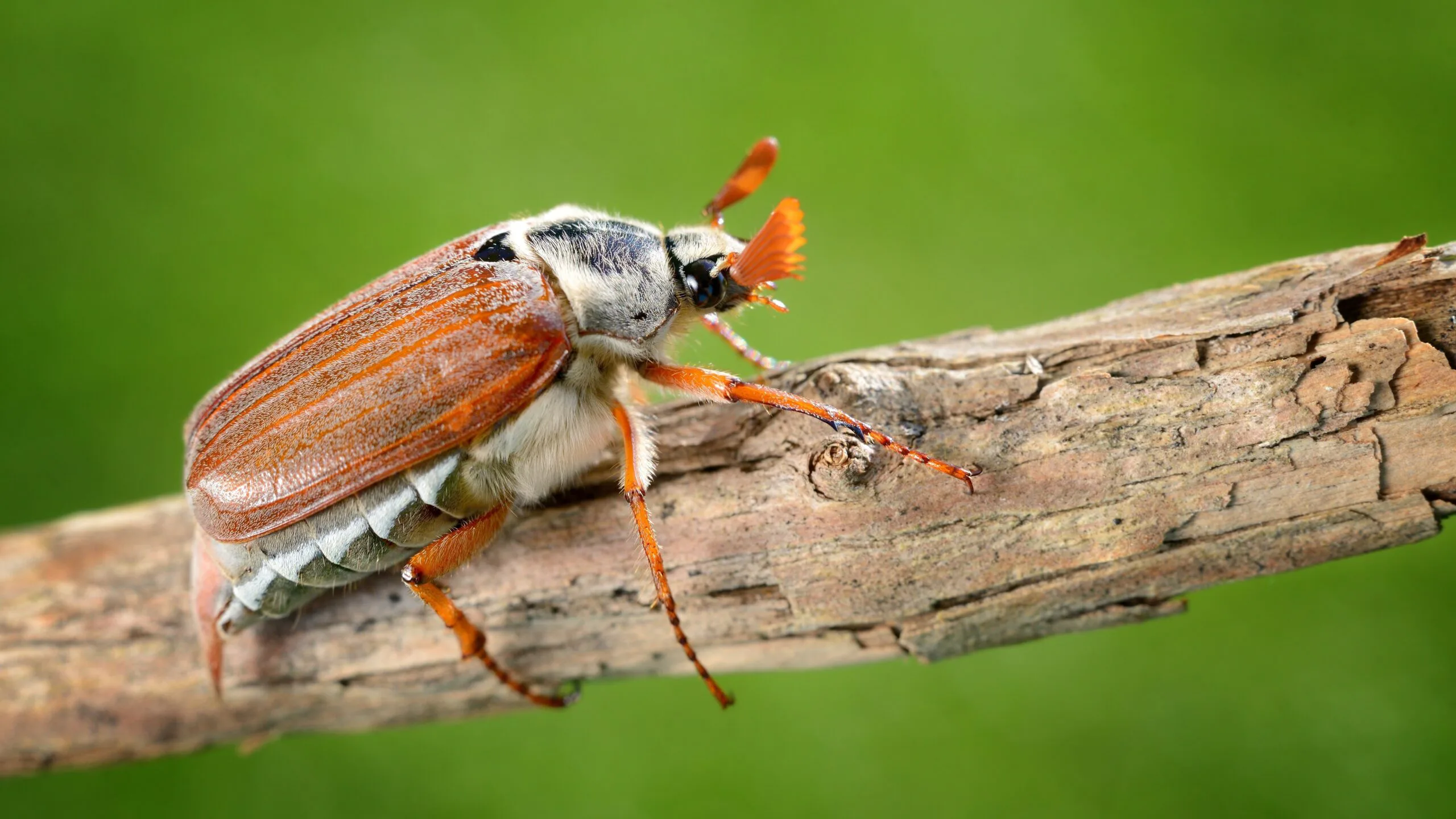 May bugs in April? Why they matter when considering EU product compliance